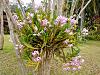 Dendrobium in bloom-img_20200820_122653615-2-jpg