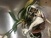 Phalaenopsis aphrodite with brown aerial roots, yellow leaves, and shriveled buds-59dc78f2-b14f-43a4-9de8-0af880ae92f2-jpg