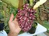 Bulbophyllum beccarii-p1000320-jpg