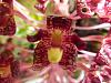Bulbophyllum beccarii-p1000326-jpg