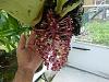 Bulbophyllum beccarii-p1000336-jpg