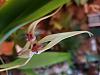 Cirrhopetalum (Bulbophyllum) biflorum (Java)-20200903_081728-jpg