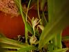 Cirrhopetalum (Bulbophyllum) biflorum (Java)-20200904_205021-jpg