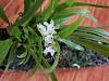 Cirrhopetalum (Bulbophyllum) biflorum (Java)-cischweinfia-rostrata-jpg