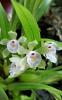 Cirrhopetalum (Bulbophyllum) biflorum (Java)-thumbnail-2-jpg