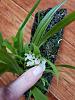 Cirrhopetalum (Bulbophyllum) biflorum (Java)-thumbnail-jpg