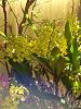 Dendrobium gracilicaule-gracil2-jpg