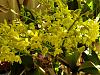 Dendrobium gracilicaule-gracil-jpg