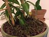 Vanilla planifolia showing signs of root rot - what can I do?-vanilla-1-jpg
