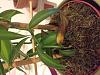 Vanilla planifolia showing signs of root rot - what can I do?-vanilla-2-jpg