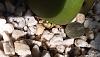 Anguloa clowesii in Phoenix-anguloa_clowesii_20201018b_seca-jpg