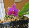 No scent with magenta-flowered Phal bellina?-img_2166-jpg