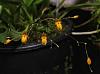 Starting a Masdevallia collection-pleurothallis-rubella-blooms-01-jpg