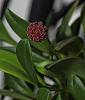 Starting a Masdevallia collection-umbellata-bloom-10-19-20-01-jpg
