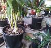 Cattleya roots dying suddenly-scoria-1_rlc-memoria-helen-brown-sweet-afton_big-410mm-pot-jpg