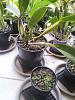 Cattleya roots dying suddenly-scoria-2_rlc-memoria-crispin-rosales-2_middle-300mm-pot-jpg