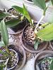 Cattleya roots dying suddenly-scoria-3_rlc-memoria-helen-brown-sweet-afton-splash_middle-300-mm-pot-jpg
