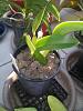 Cattleya roots dying suddenly-scoria-5_laelia-anceps-var-chamberlainiana_250-mm-pot-jpg