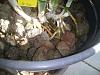 Cattleya roots dying suddenly-scoria-7_c-maxima_roots-jpg