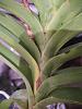 Vanda leaf getting brown-img_20201106_180643129_rescaled-jpg