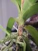 Vanda leaf getting brown-img_20201106_180701223_rescale-jpg