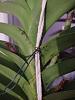 Vanda leaf getting brown-img_20201106_180624666_scaled-jpg