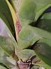 Vanda leaf getting brown-img_20201106_180742821_rescale-jpg