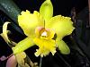 Blc. Malworth 'Orchidglade'-catmal11202-jpg