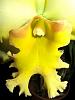 Blc. Malworth 'Orchidglade'-catmal11203-jpg