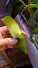 Dendrobium growth broke off!  How to fix?-p_20201122_125706-jpg