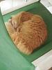 ginger cat-gingercat-sound-asleep1_29-nov2020-jpg