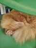 ginger cat-gingercat-sound-asleep2_29-nov2020-jpg
