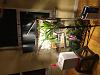 Enough artificial lights for phals and oncidium?-image-jpg