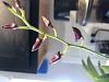 Dendrobium Velvet Melody keeps growing, but no flower stalks?-0209eb41-d8ef-4d75-9ca6-ebc570506779-jpg