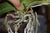 Save my phal-orchid-roots-006-jpg