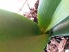Phalaenopsis Orchid- Great leaves/ Poor Roots-16095130474787525252016479030495-jpg