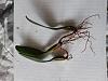 Bulbophyllum David Copeland Rescue - Poor root system-20210107_102950-jpg