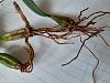 Bulbophyllum David Copeland Rescue - Poor root system-20210107_103003-jpg