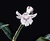 Dendrobium Niep Snowstorm-dsc00870-01-jpg