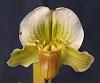 Paph - 'Tea Cup' breeding-paph-double-walter-marx-fairrieanum-album-green-valley-fair-orchids-img_3752-2-jpg