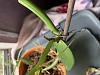 Mature Vanilla Planifolia cutting: Brown leaves, drying and translucent stem-59b88b2e-2059-468b-b179-6738c5364076-jpg