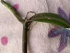 Mature Vanilla Planifolia cutting: Brown leaves, drying and translucent stem-a1bafa20-269a-421a-a192-419806d5d8ba-jpg