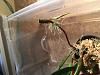 Bulbophyllum ambrosia air roots-6e92a007-c452-47f1-a69d-bcefa10595b7-jpg