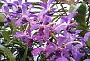 Rhy gigantea season-van-azure-fair-orchids-20210119_163713-2-jpg