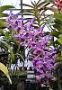 Rhy gigantea season-van-azure-fair-orchids-20210119_163705_hdr-2-jpg