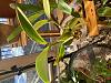 Stickyness on Cattleya leaves-img_0708-jpg