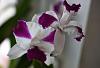 Lc. Purple Cascade 'Fragrant Beauty'-cac_8366_00001-jpg