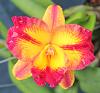Rth. Princess Su-Lyn - Seedling flower variation-rth-princess-su-lyn-fair-orchids-img_3721-2-jpg