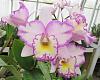New Laelia anceps hybrid-rlc-picotee-passion-sunset-valley-orchids-jpg
