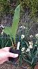 Anguloa eburnea seedling growth-anguloa_eburnea_20210207_seca-jpg